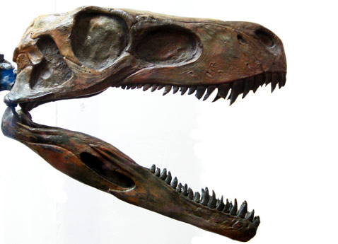 El Herrerasaurus, un  dinosaurio primitivo