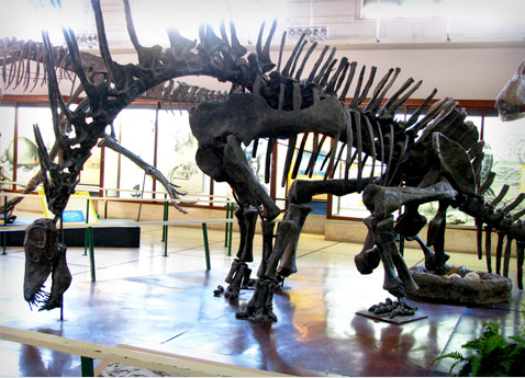 Los dinosaurios del Cretácico: Amargasaurus cazaui